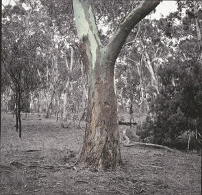Photograph, James TYLOR, Un-resettling (ladder tree), 2014