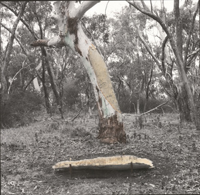 Photograph, James TYLOR, Un-resettling (canoe tree), 2017