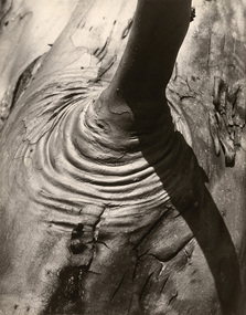 Photograph, Con KROKER, Molten bark, 1979