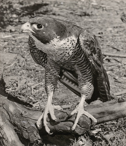 Photograph, Con KROKER, Peregrine falcon, 1969