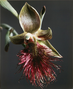 Photograph, Con KROKER, Untitled (nature study), 1977