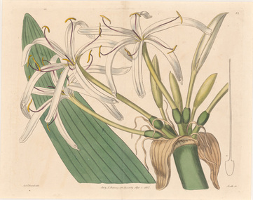 Print, Sydenham EDWARDS, Botany Bay Lily (Crinum Pedunculatum), 1815