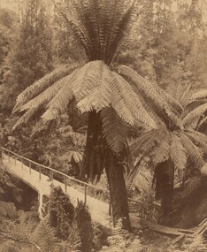 Photograph, Nicholas CAIRE, Giant tree bridge, Gippsland, n.d