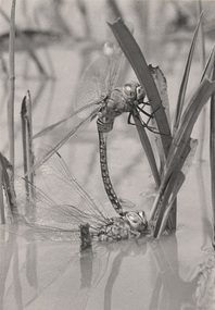 Photograph, Con KROKER, Dragon flies - egg laying, 1943