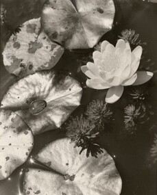 Photograph, Con KROKER, White lily, n.d