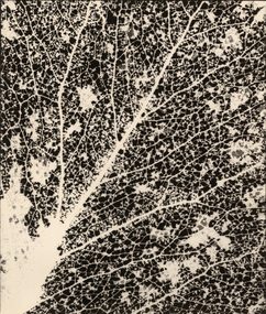 Photograph, Con KROKER, Autumn, n.d