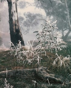 Photograph, Con KROKER, Frost on sapling, n.d