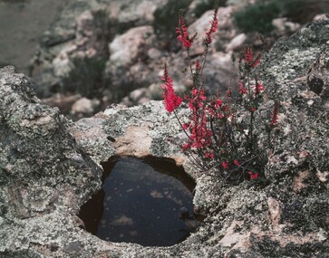Photograph, Con KROKER, Common heath, n.d