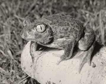 Photograph, Con KROKER, Spade foot toad, n.d