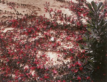 Photograph, Con KROKER, Native creeper, n.d