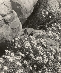 Photograph, Con KROKER, Sun worshippers, n.d