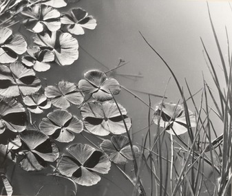 Photograph, Con KROKER, Nardoo, n.d
