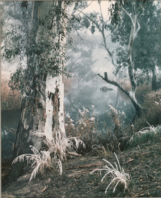Photograph, Con KROKER, Bush, Wimmera River, n.d