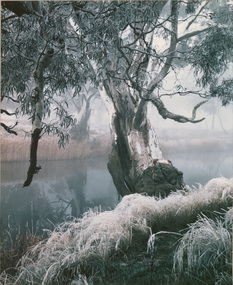 Photograph, Con KROKER, Wimmera River study, n.d