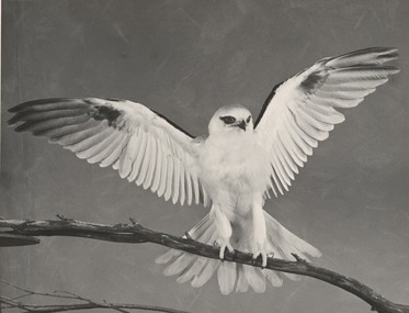Photograph, Con KROKER, Black-shouldered kite, n.d