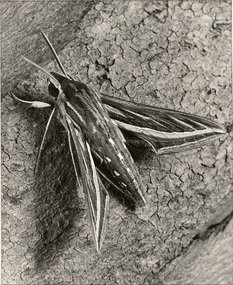 Photograph, Con KROKER, Hawk moth, n.d