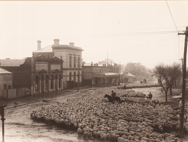 Photograph, Samuel George CAHILL, Sheep droving in Wilson Street, Horsham, n.d