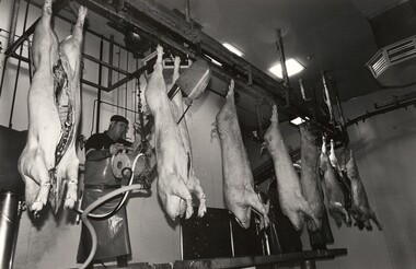 Photograph, John IMMIG, Afghan Hazari refugees, Burrangong Meat Processors, Young, New South Wales, 2002