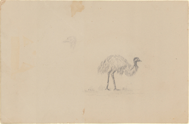Drawing, FEDEDAY-JACKSON, Susan, Untitled (Emu)