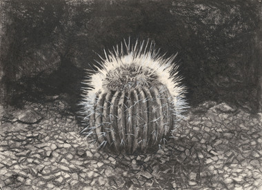 Drawing, #46 Cacti, 1998