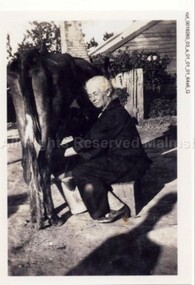 Photograph (Item), Mary (Omant) Pola Milking A Cow At Malmsbury, Malmsbury c1930