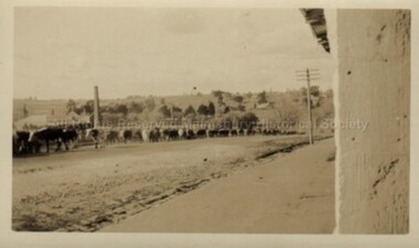 Photograph (Item), "B/W Cattle In Mollison St, View Of Mill", Malmsbury