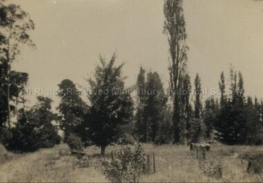 Photograph (Item), B/W Landscape In Malmsbury With Tall Poplar & Trees, Malmsbury c1934
