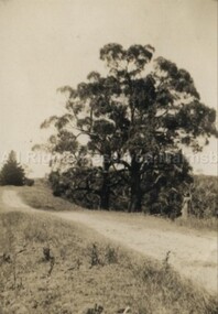 Photograph (Item), "B/W Road To ""The Falls""", Malmsbury c1934