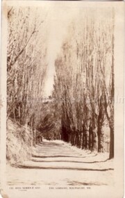 Postcard (Item), Postcard Poplar Avenue Malmsbury Gardens Rose P4157, Malmsbury c1923