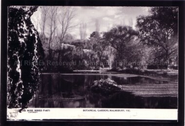 Postcard (Item), "Postcard Malmsbury Botanical Gardens, Rose Series P4671", Malmsbury c1927