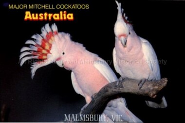 Postcard (Item), "Postcard For Malmsbury, Major Mitchell Cockatoos Rose P2275", Malmsbury c1990