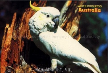 Postcard (Item), "Postcard For Malmsbury, Cockatoo In Tree Rose P2121", Malmsbury c1990