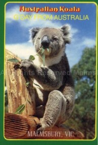 Postcard (Item), "Postcard For Malmsbury, Koala In Tree, Rose P1454", Malmsbury c1990