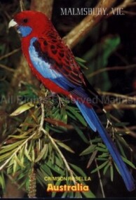 Postcard (Item), "Postcard For Malmsbury, Crimson Rosella Rose Series P2087", Malmsbury c1990