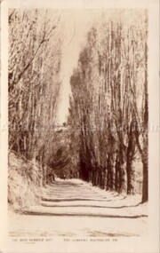 Postcard (Item), Postcard Poplar Avenue Malmsbury Gardens Rose Series P4157, Malmsbury c1923