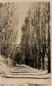 Postcard (Item), Postcard Poplar Avenue Malmsbury Gardens Rose Series P4157, Malmsbury c1923