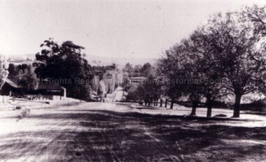 Photograph (Item), "Mollison Street Malmsbury, Rose P4675", Malmsbury c1927