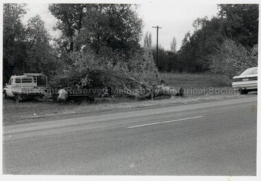 Photograph (Item), B/W Photo Of A Felled Tree Mollison St? C1993, Malmsbury c1993