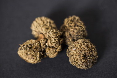 Acorn