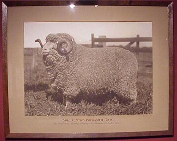Photograph, Special Stud Polwarth Ram