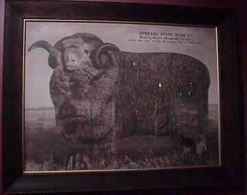 Photograph, Special Stud Ram 9.1