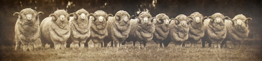Photograph - The Australian Eleven, 1935