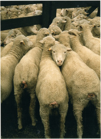 Photograph - Sheep in Pens, Paul Baitz, December 1984