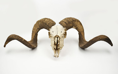 Animal specimen - Sheep Skull, 20th Century