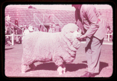 Slide, Fine Merino Ewes