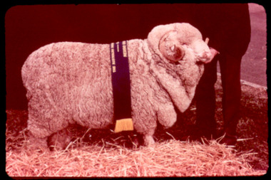 Slide, Medium Merino ram