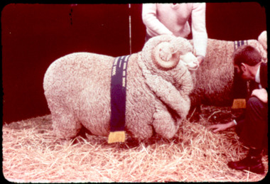 Slide, Strong Merino ram