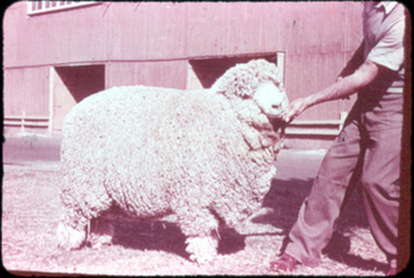 Slide, Poll Polwarth