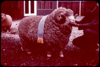 Slide, Horned Polwarth