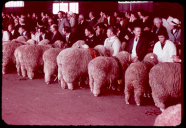 Slide, Merino Champions